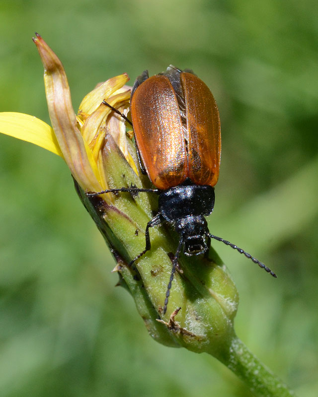 Omophlus sp.?